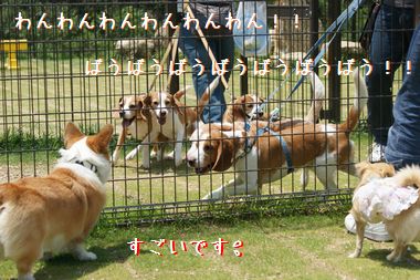 ++嗚呼、短足動物園++