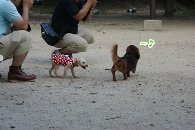 ++嗚呼、短足動物園++