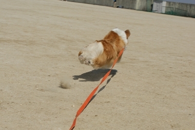 ++嗚呼、短足動物園++