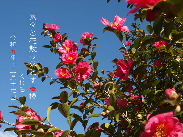 ネコとギターとありふれた日常のBLUES : 寒椿（または、山茶花じゃないだろう寒椿）