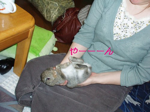 08年10月18日 うさぎお いし ２ 新館