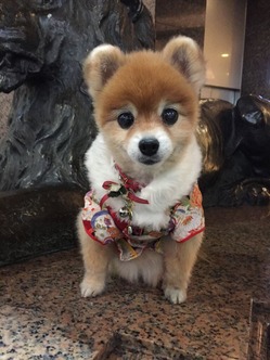 2三越前ノタンタン