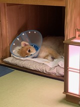 京都のタンタン5