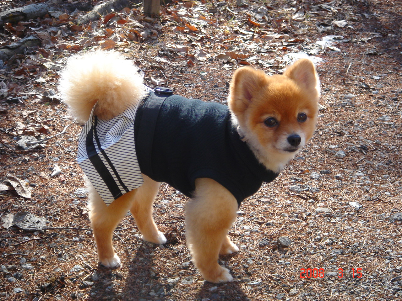 日本で一番可愛い犬 タンタンです Tantanblogのブログ