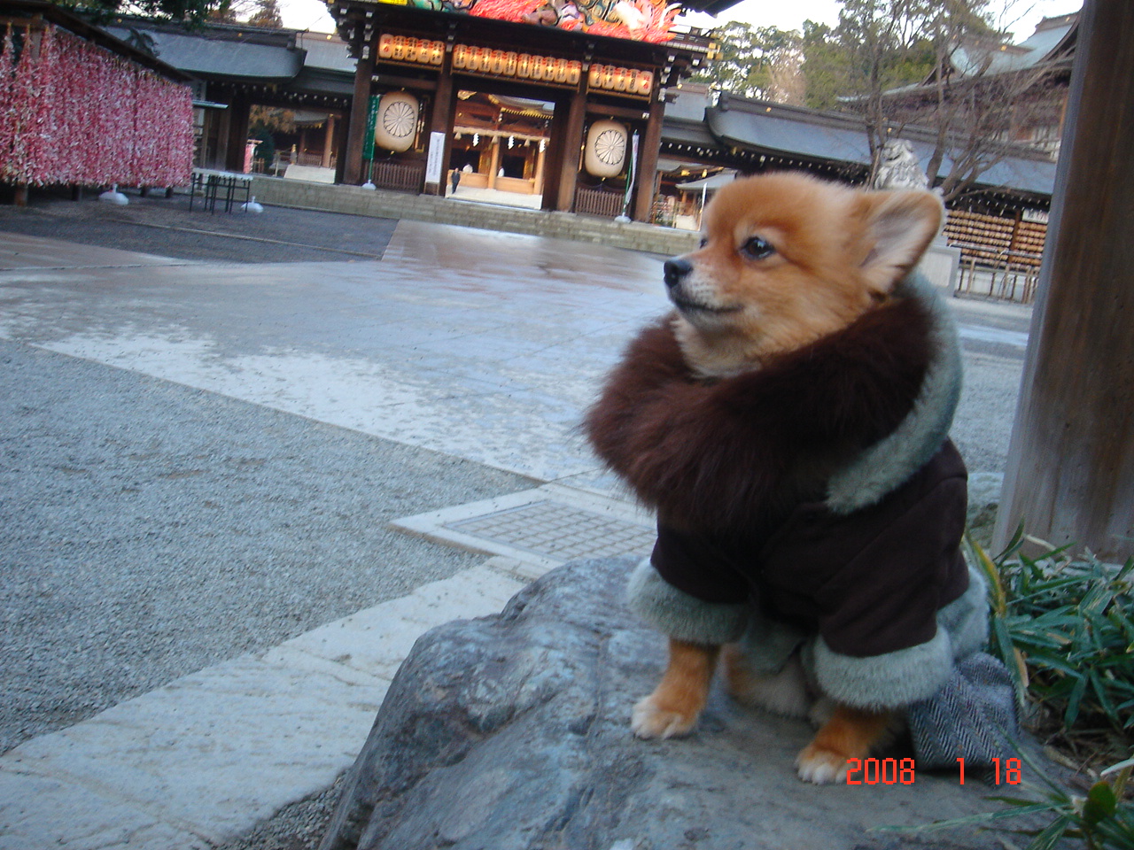 日本で一番可愛い犬 タンタンです Tantanblogのブログ