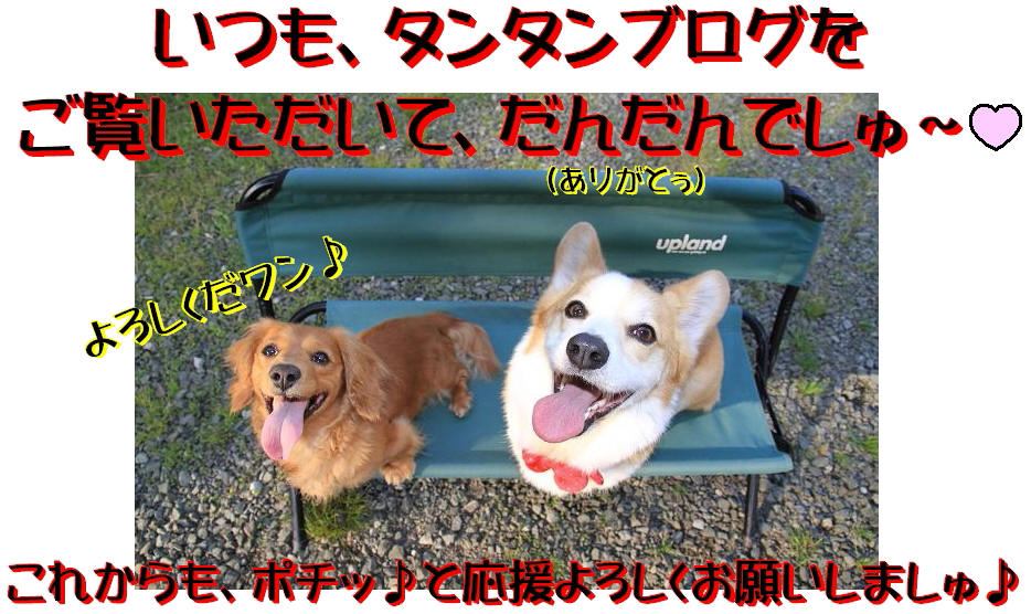 13年04月 コーギータンタン 山陰だんだん日記