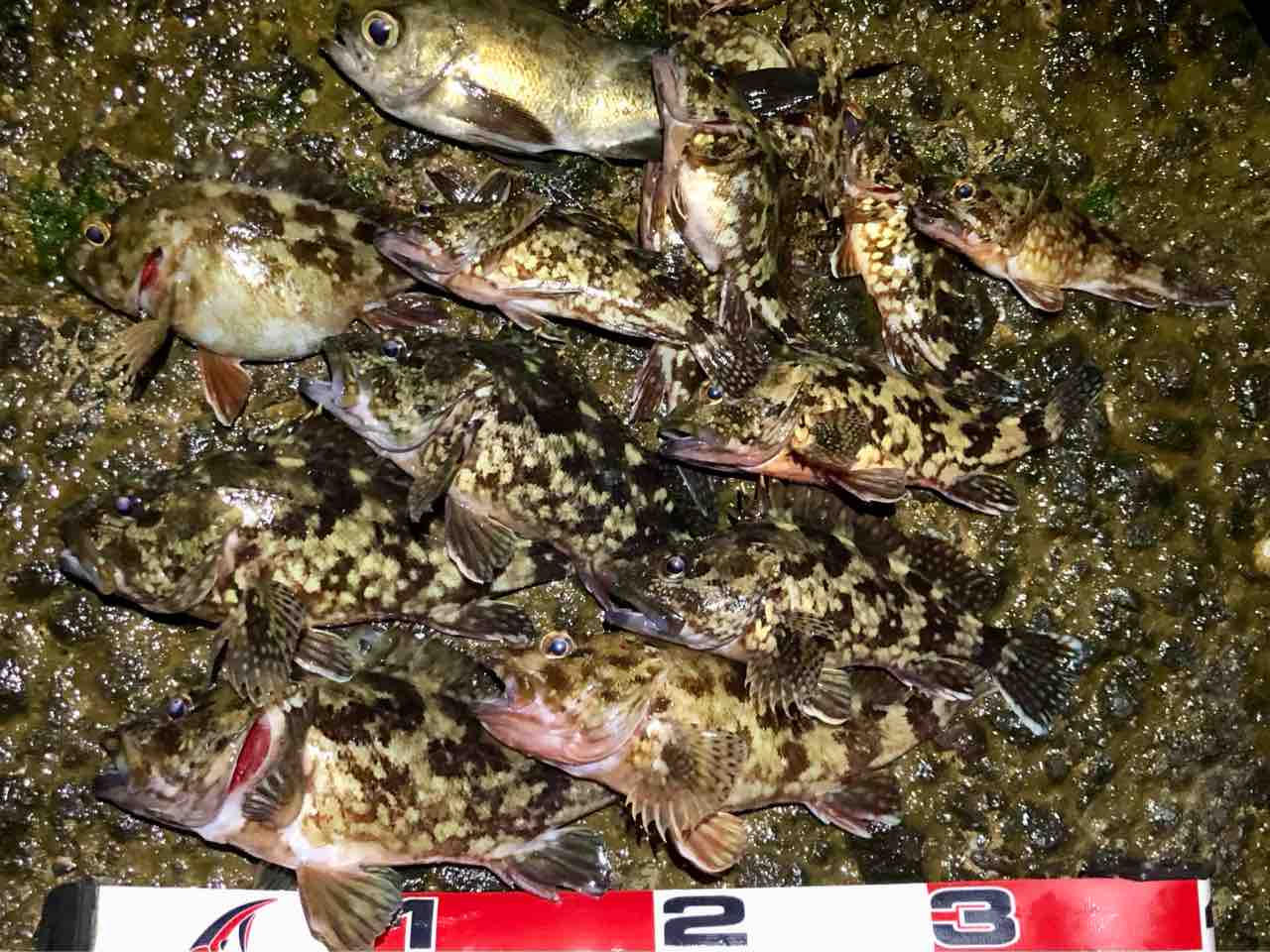 カサゴ釣り:たんたんた～ん 長崎でルアー釣り - 239D5a23