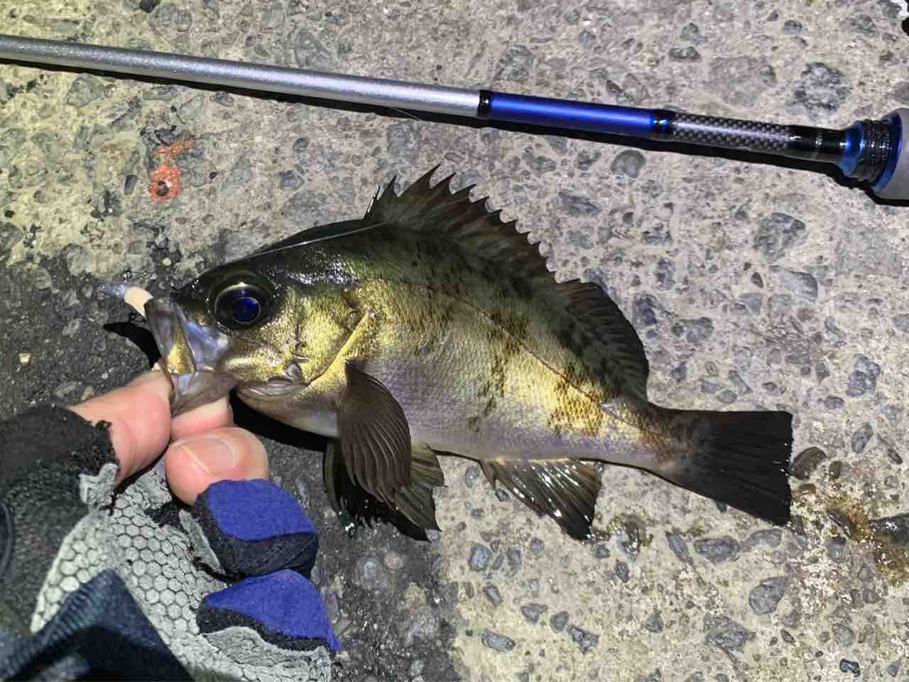 キビナゴに付いた青メバル28cm 長崎メバリング たんたんた ん 長崎でルアー釣り