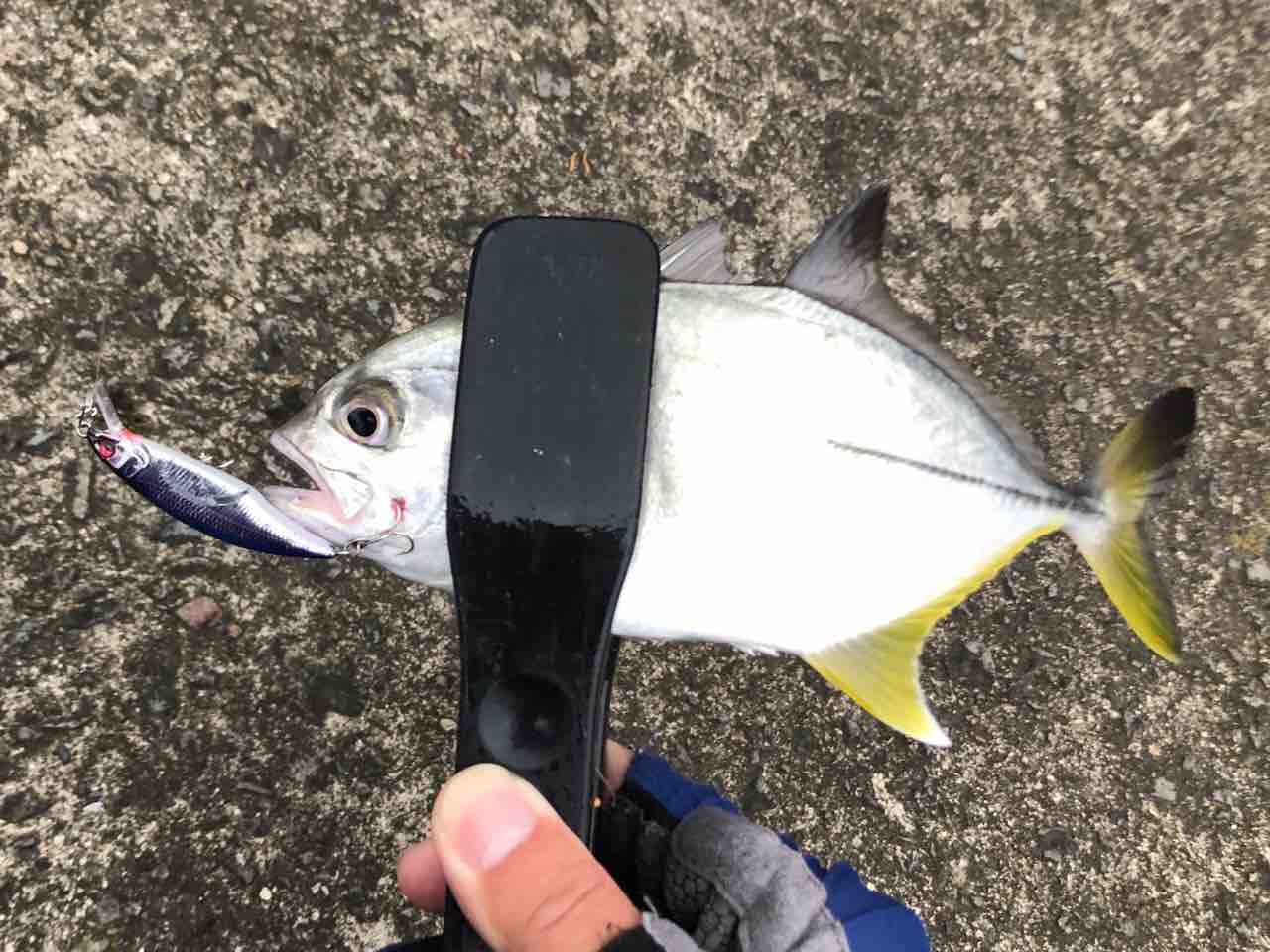 長崎 メッキ釣りで大爆釣 たんたんた ん 長崎でルアー釣り