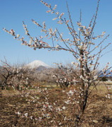 7850d10f.jpg