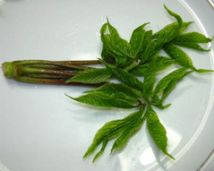 �������֥飱