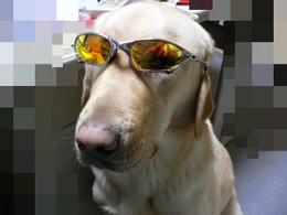 ¥ª¡¼¥¯¥ê¡¼¡¡¥¤¥Á¥í¡¼¥â¥Ç¥ë