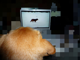 DVD観賞