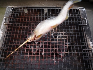 鮎1