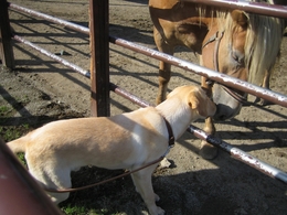 馬とkiss
