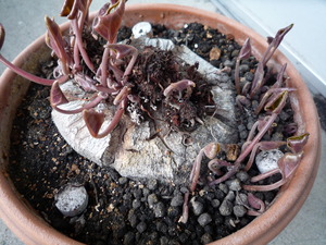 P1030694