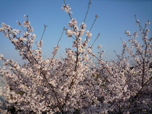桜