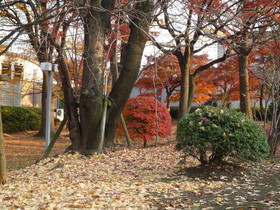 紅葉