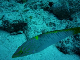 ついてくる魚