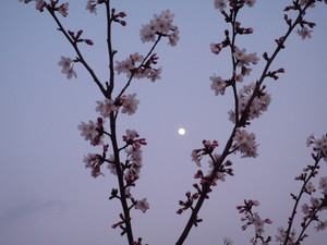 桜2