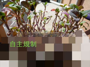ブロッコリースプラウト