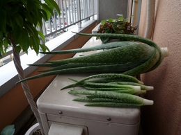 アロエ5