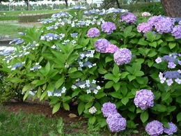 紫陽花&額紫陽花