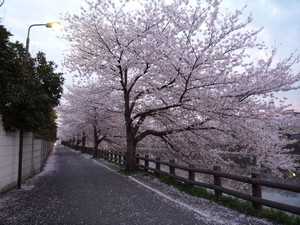 綾瀬川沿い