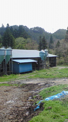 牛小屋外観