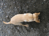とりあえず掘っとけ