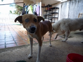 元祖犬