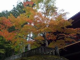 紅葉