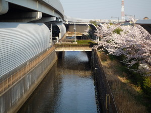 桜2