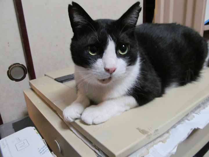 平成 24年 12月 日 流浪猫八助 白黒鉢割れ猫の生活日誌