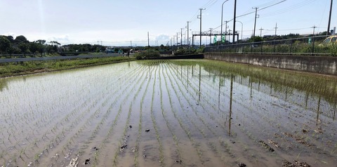 IMG_3887