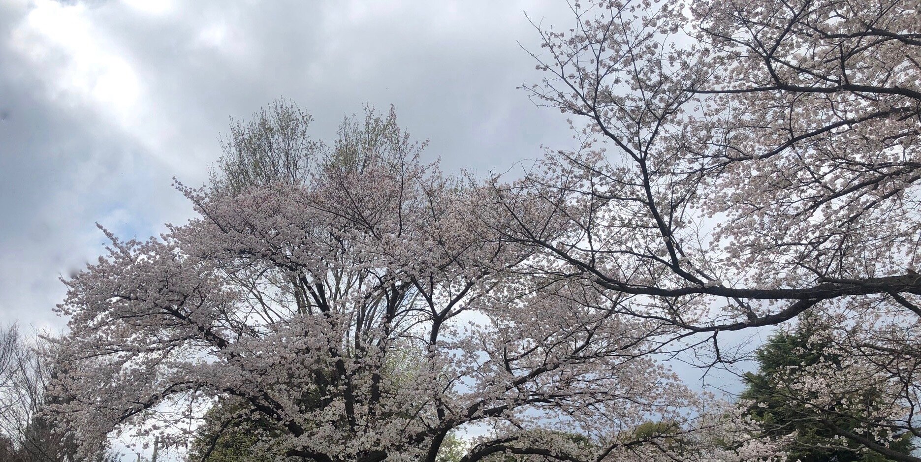 花の名前もわからない フシ穴の眼 スポーツ疾風怒濤編