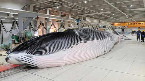 鯨のコピー