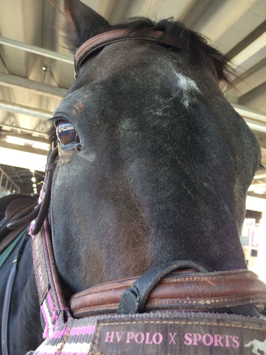 馬の目はかわいい たぬきねこ日記