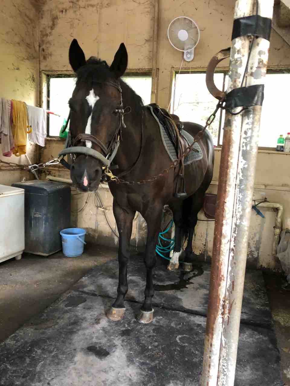 たぬきねこ日記