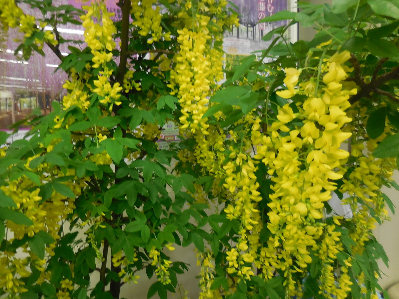 黄色い藤の花 たぬきねこ日記 黄色い藤の花 たぬきねこ日記