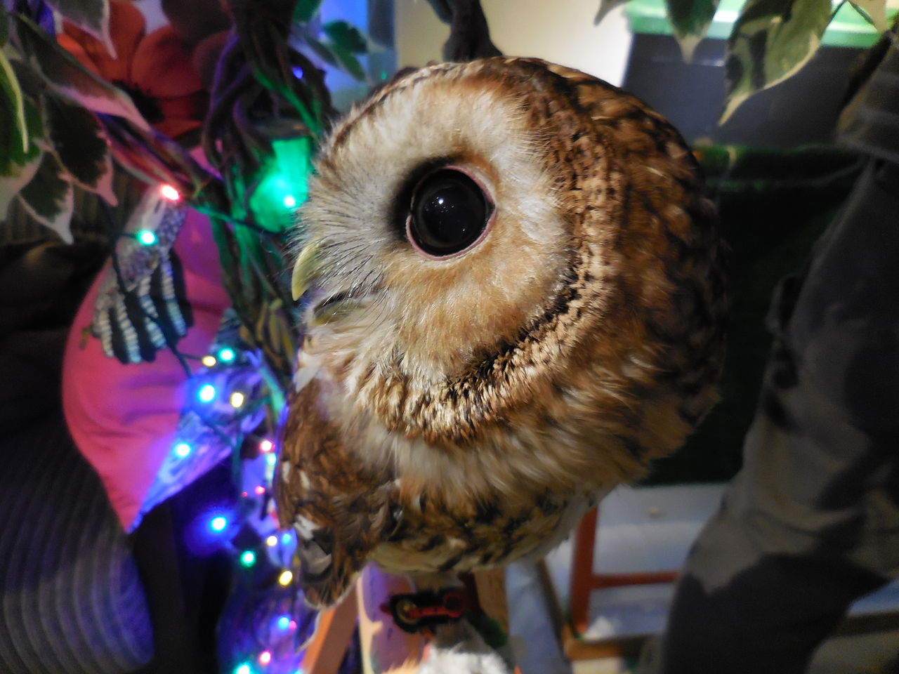 頭の上にモリフクロウ たぬきねこ日記