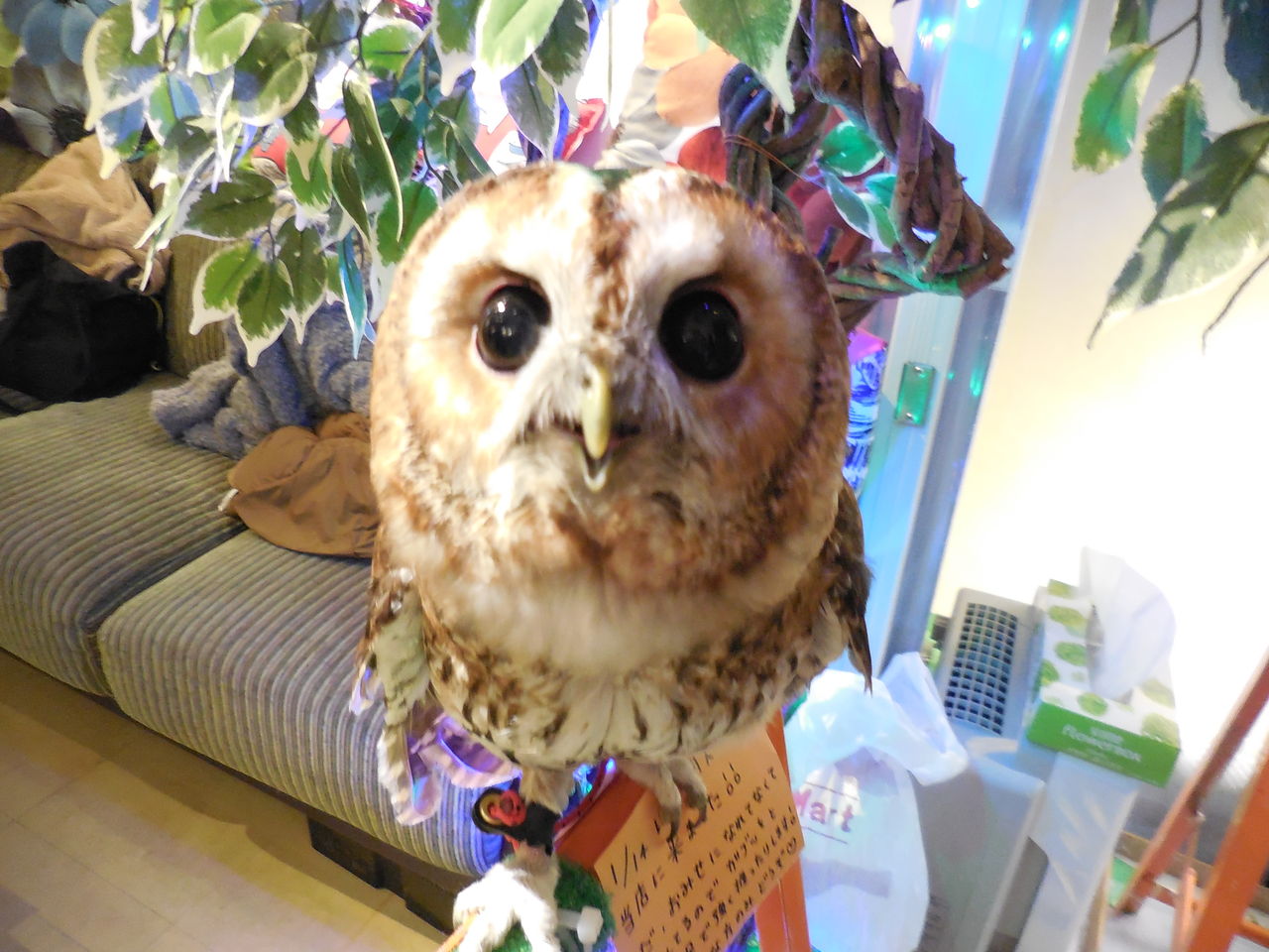 頭の上にモリフクロウ たぬきねこ日記