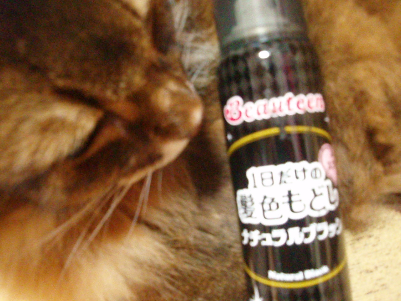黒髪にするスプレー たぬきねこ日記 黒髪にするスプレー たぬきねこ日記