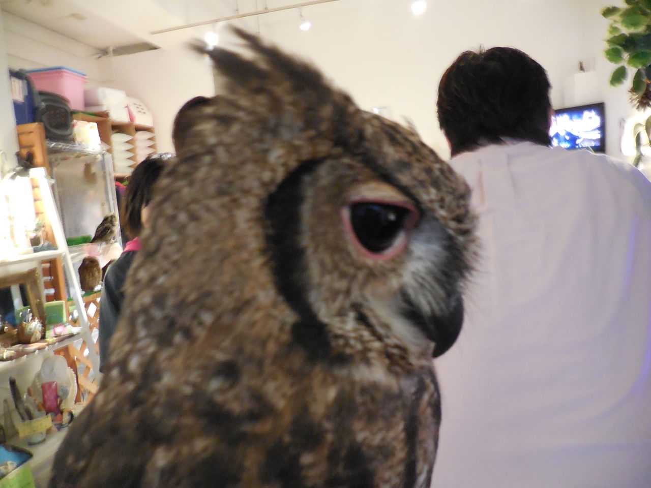 頭の上にモリフクロウ たぬきねこ日記