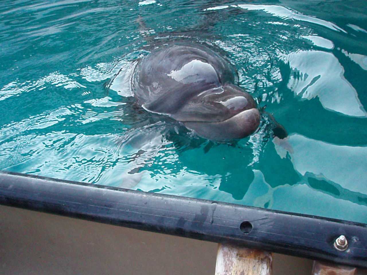 イルカともお友達に たぬきねこ日記