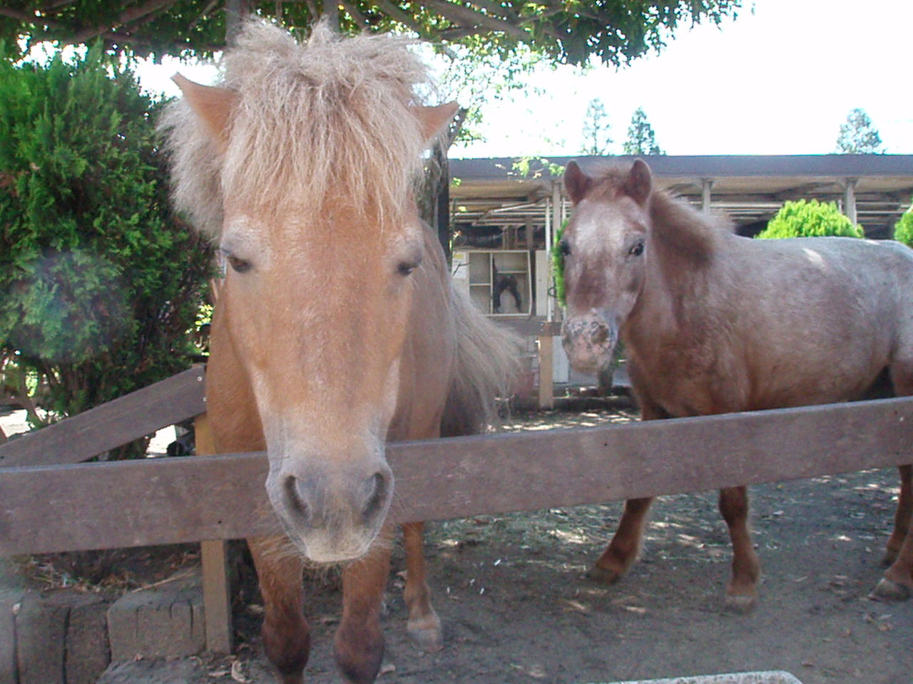 ハローキティ 乗馬クラブクレイン ハローキティ 乗馬クラブクレイン ハローキティ×クレイン