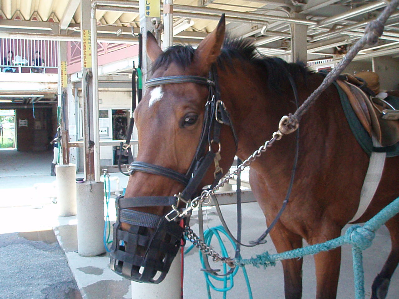 馬にけられた たぬきねこ日記
