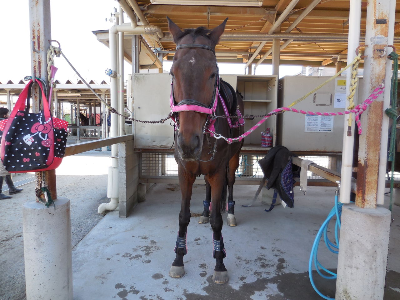 顔が大きいお馬さん たぬきねこ日記