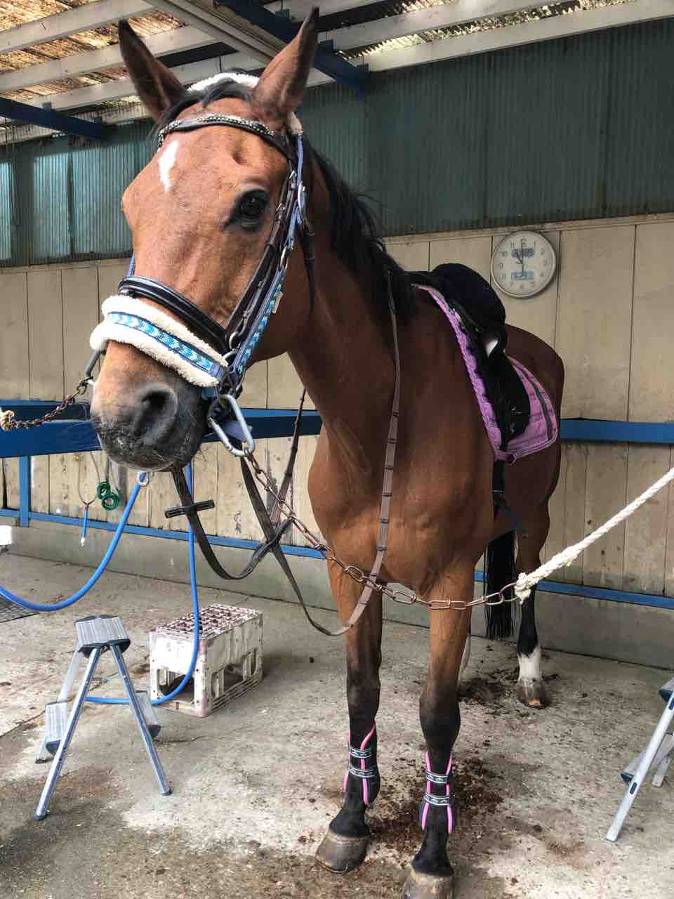 反動が大きい馬 たぬきねこ日記