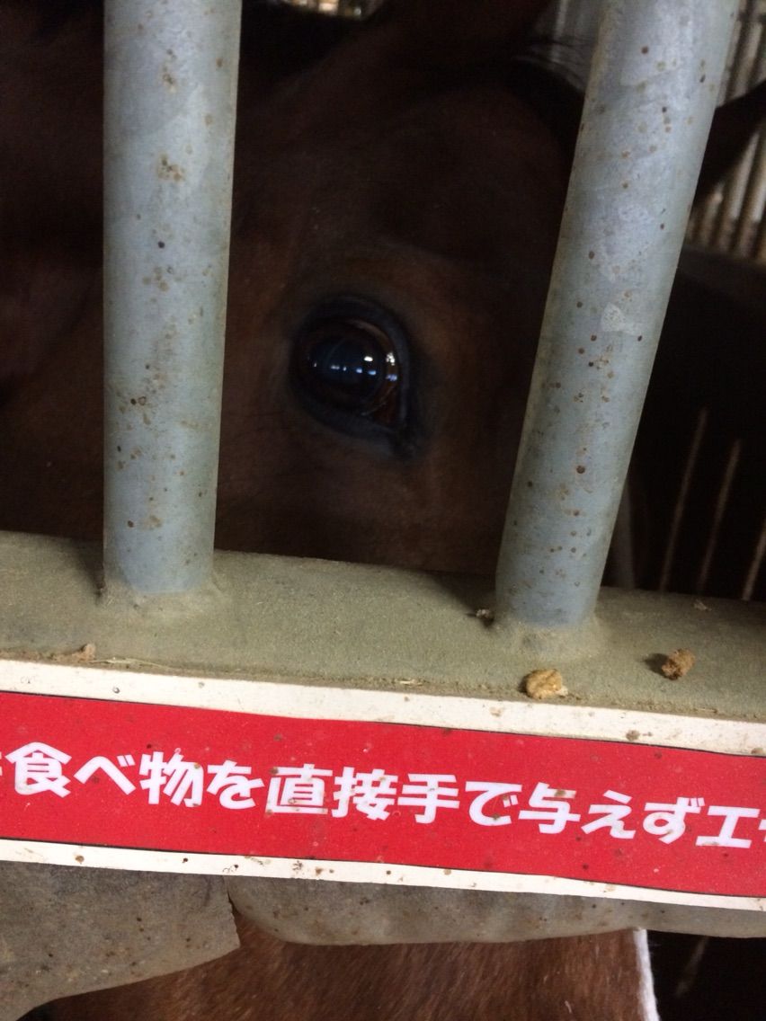 馬の目はかわいい たぬきねこ日記